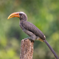 Malabar Grey Hornbill